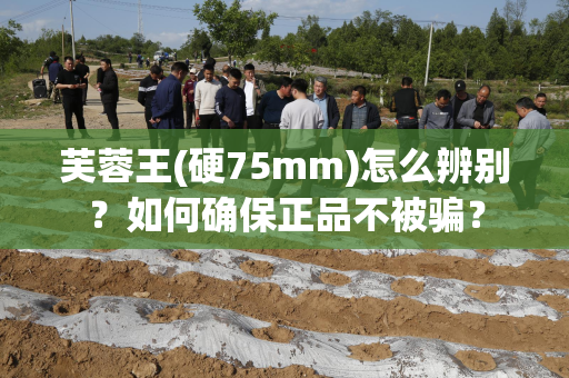 芙蓉王(硬75mm)怎么辨别？如何确保正品不被骗？